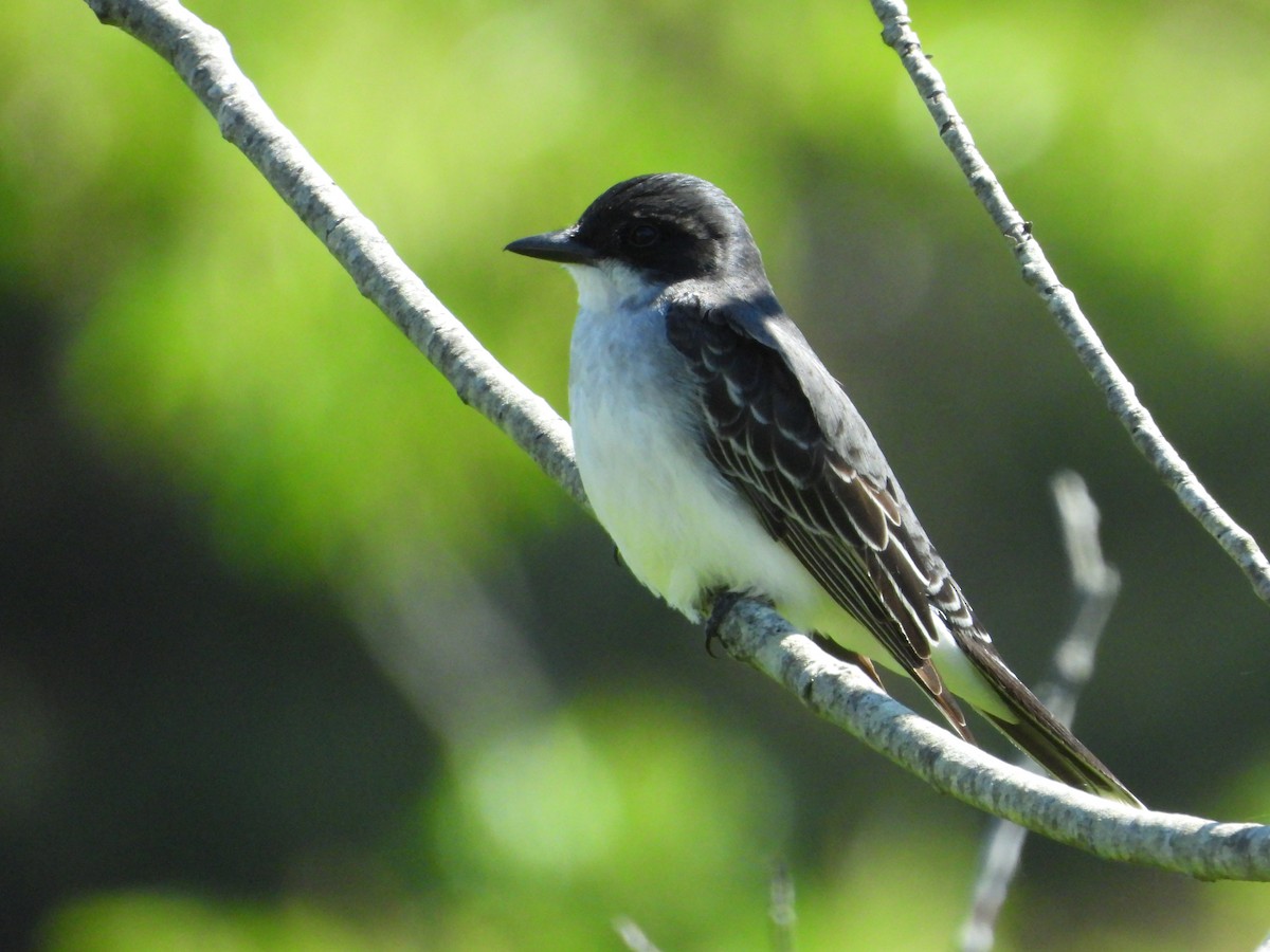 Eastern Kingbird - ML620226064