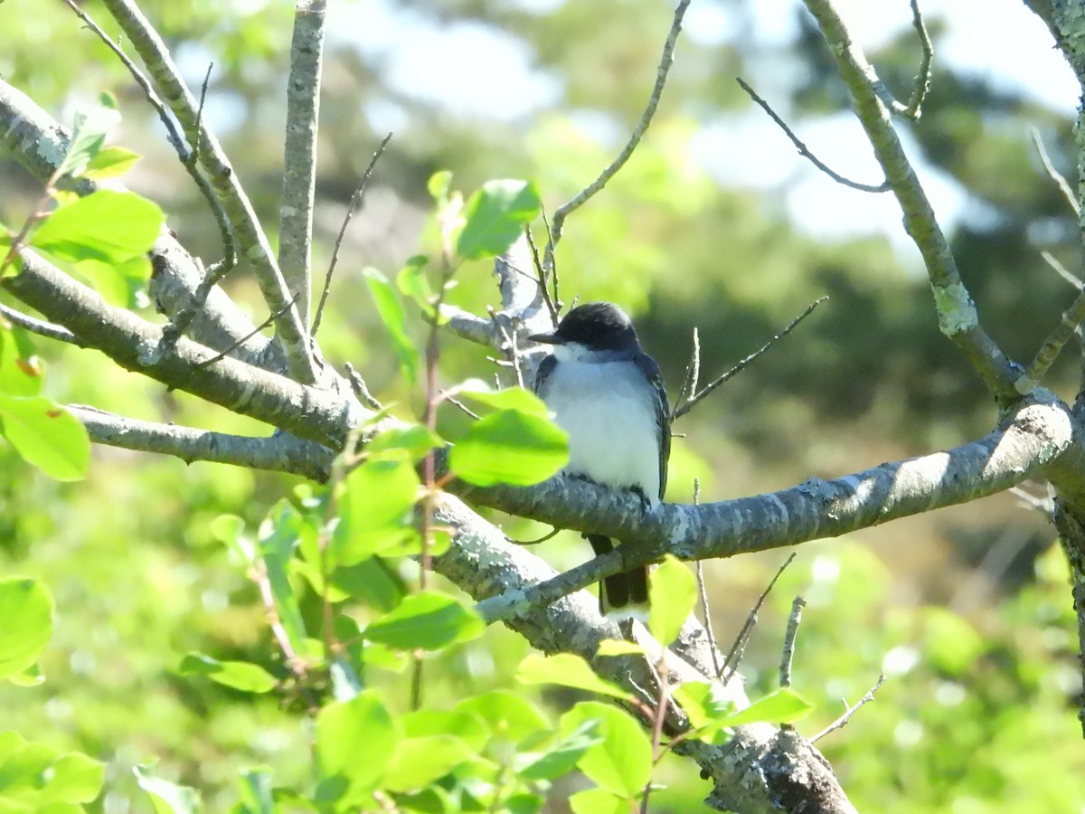 Eastern Kingbird - Chelsea Kryspin