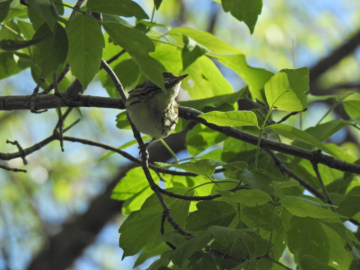 Blackpoll Warbler - ML620226068