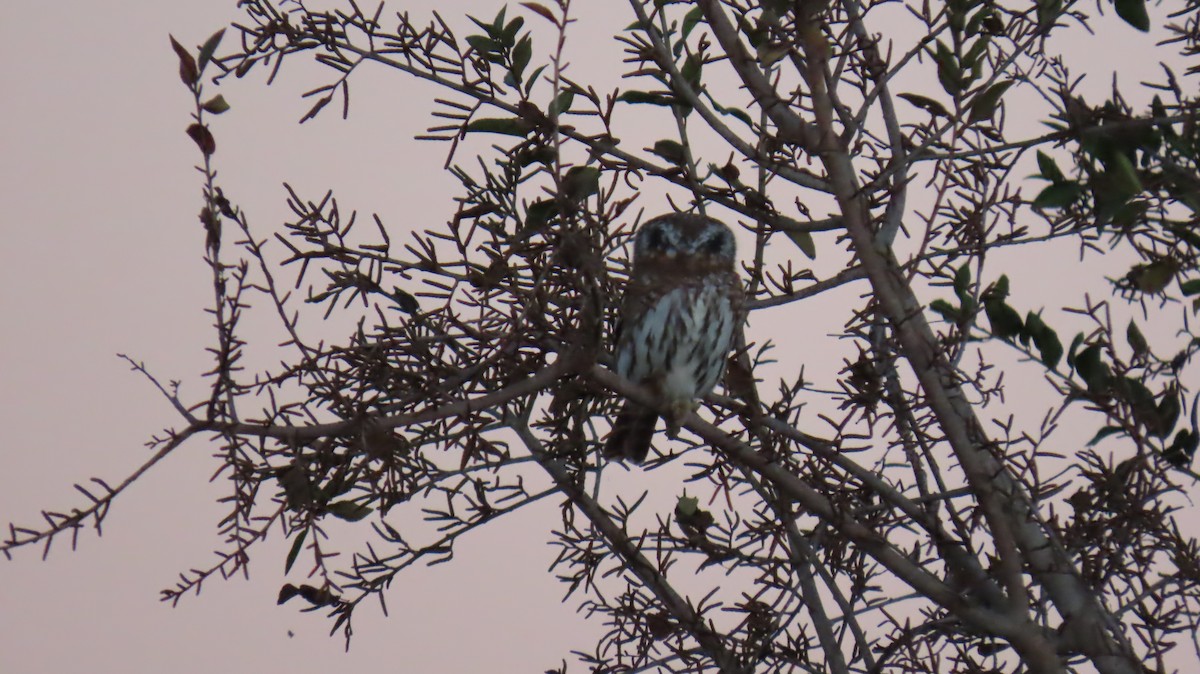 Pearl-spotted Owlet - ML620226070