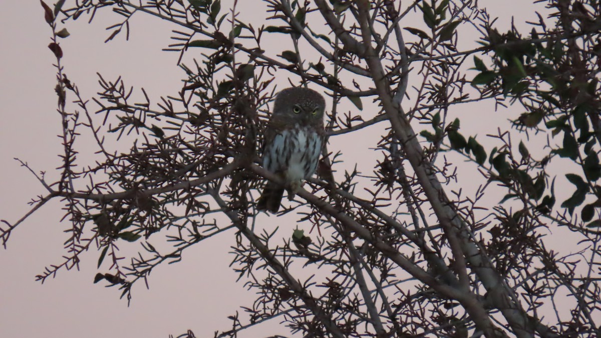 Pearl-spotted Owlet - ML620226071