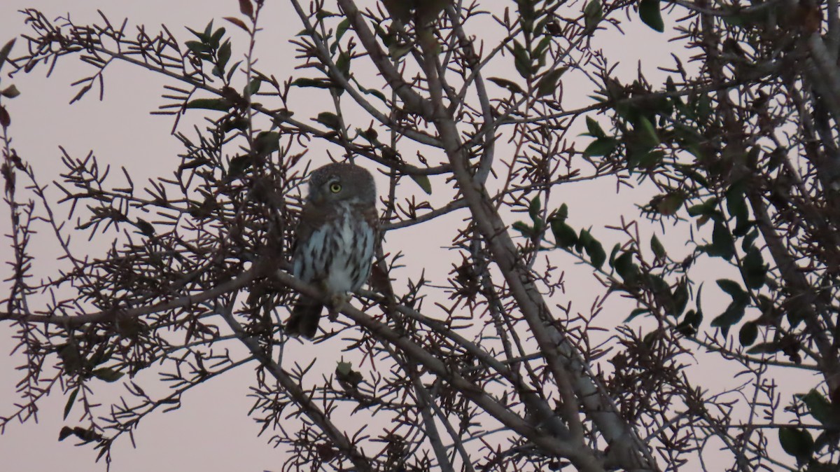 Pearl-spotted Owlet - ML620226072