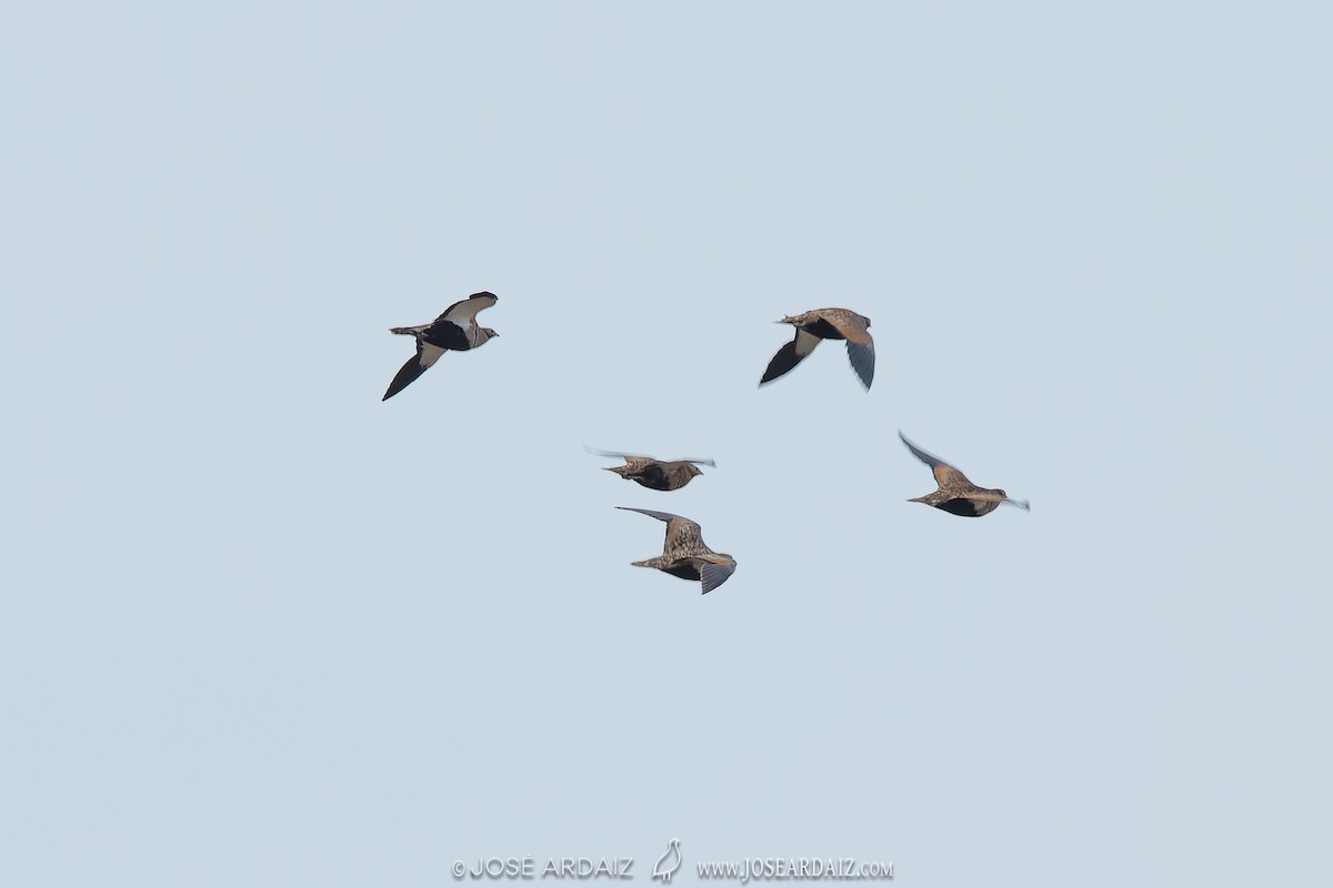 Black-bellied Sandgrouse - ML620226091