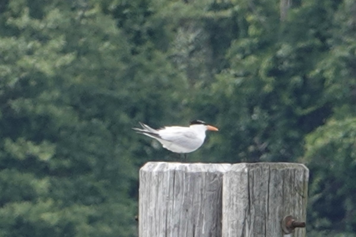 Royal Tern - ML620226094