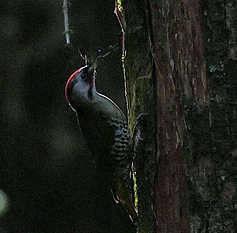 Japanese Woodpecker - ML620226096