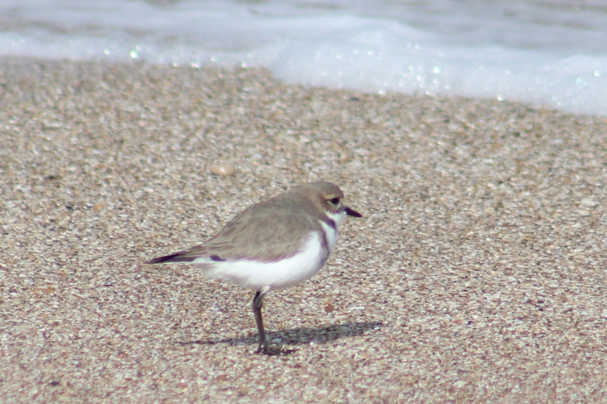 Two-banded Plover - ML620226099