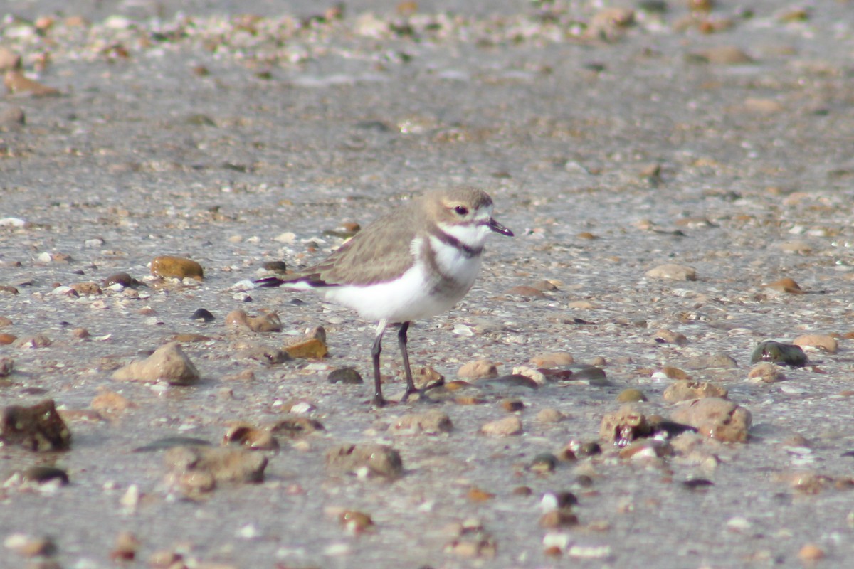 Two-banded Plover - ML620226100