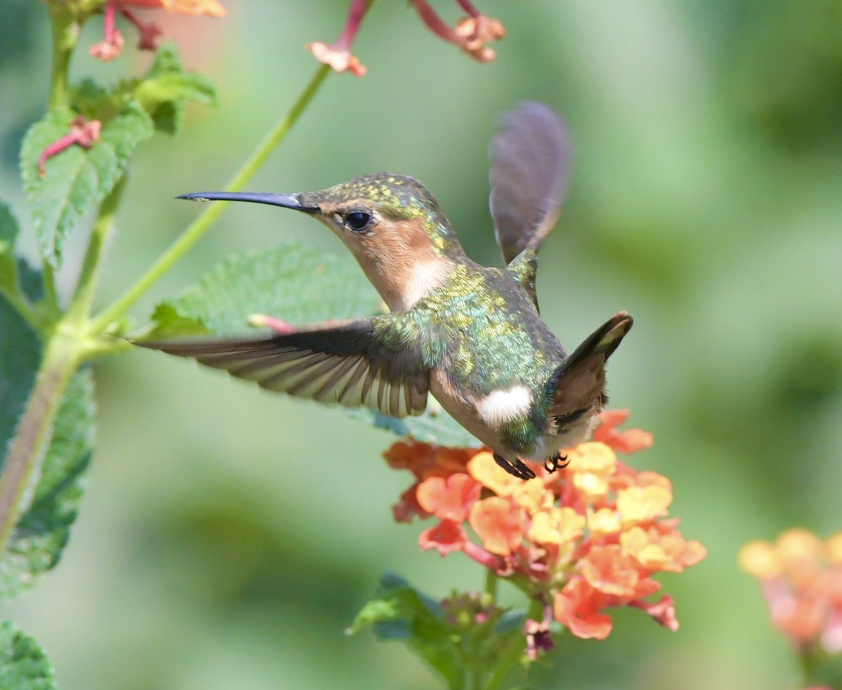 Sparkling-tailed Hummingbird - ML620226101