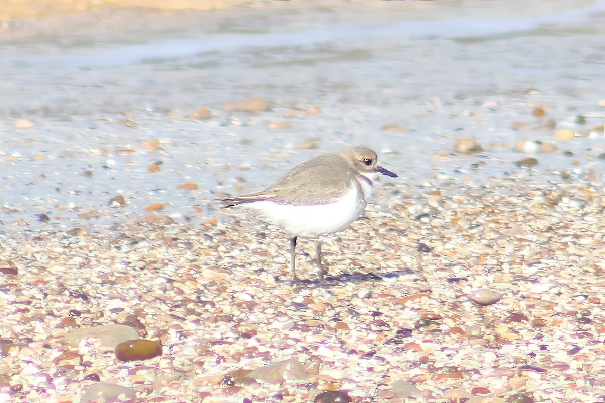 Two-banded Plover - ML620226102