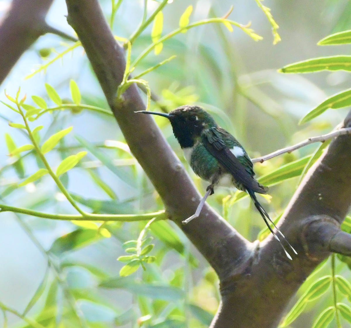 Sparkling-tailed Hummingbird - ML620226115