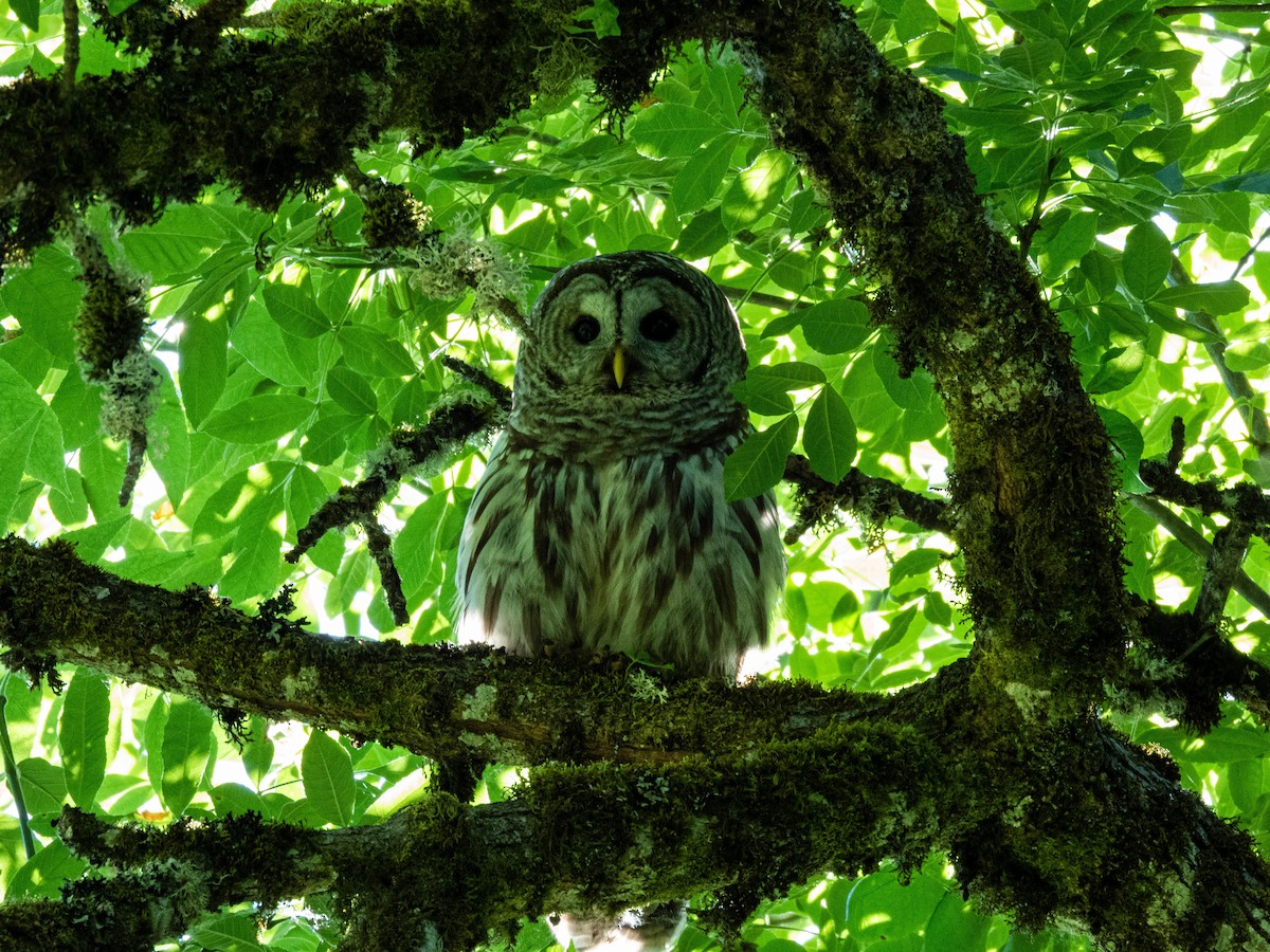 Barred Owl - ML620226116