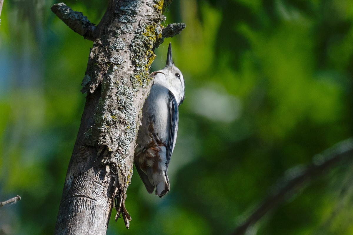 White-breasted Nuthatch - Annette McClellan