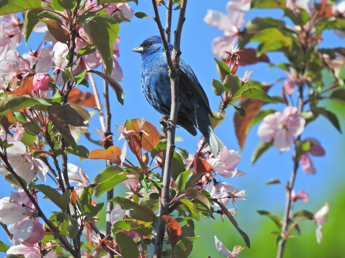 Indigo Bunting - ML620226118