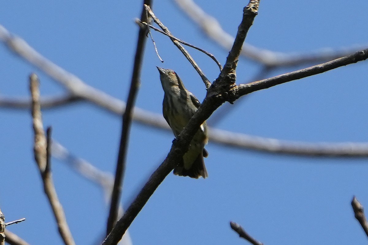 Thick-billed Flowerpecker - ML620226119