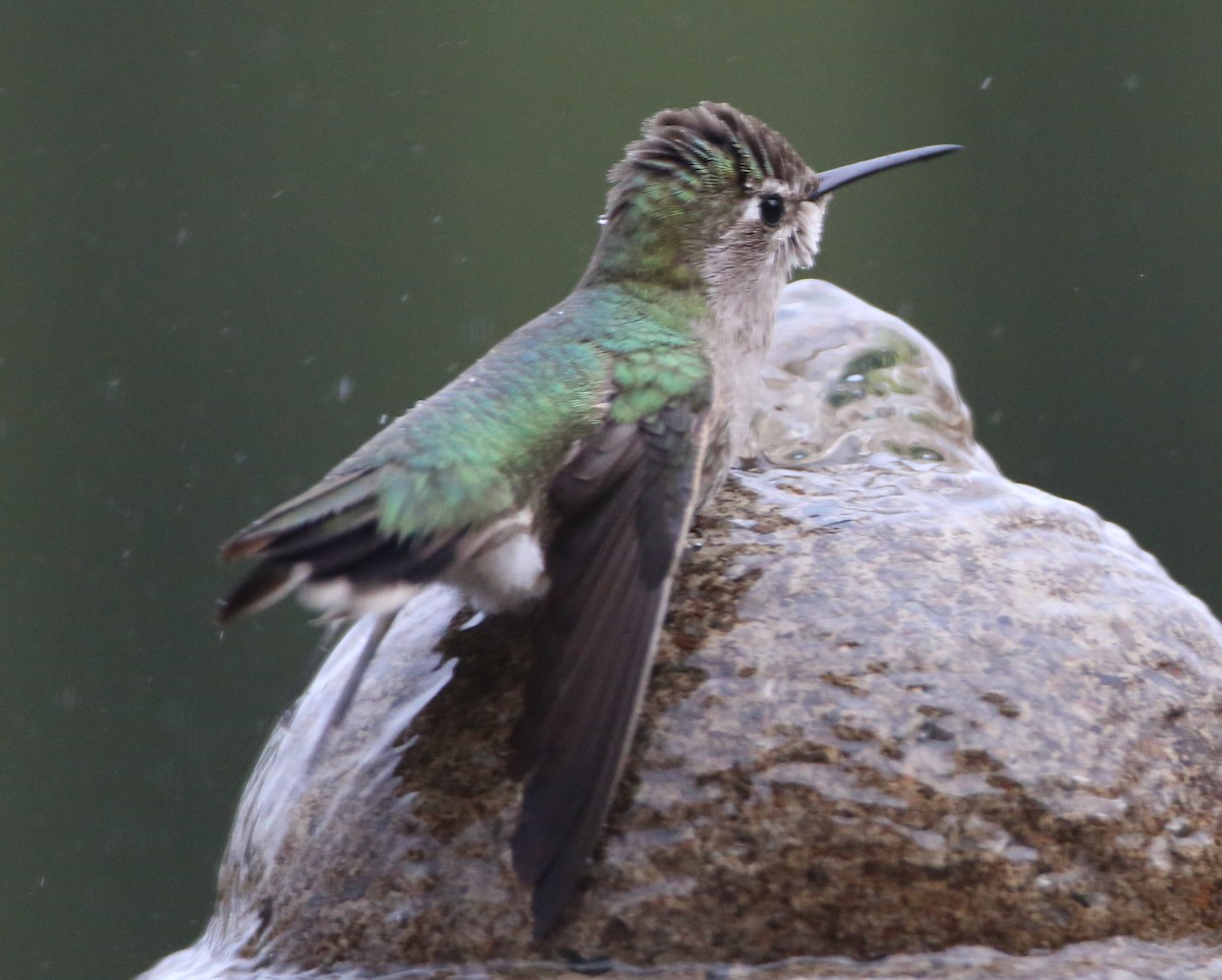 hummingbird sp. - ML620226124