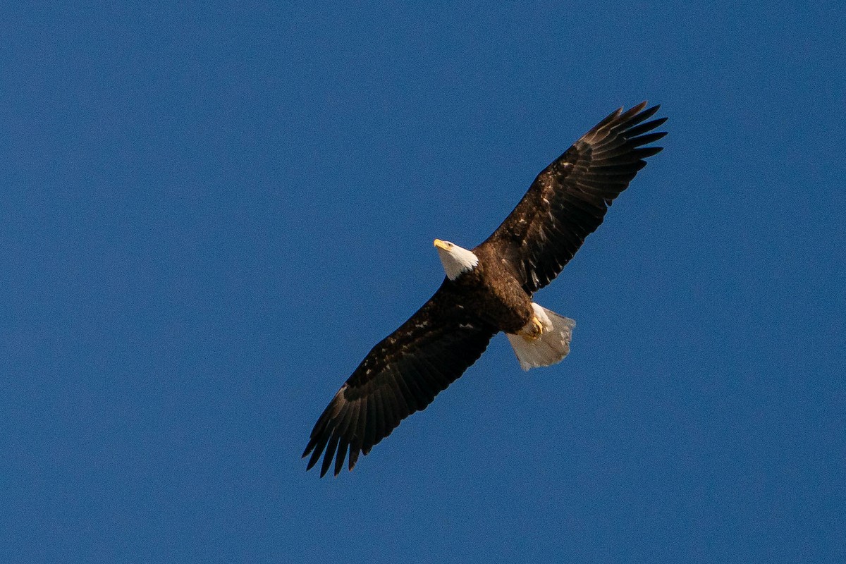 Bald Eagle - ML620226130