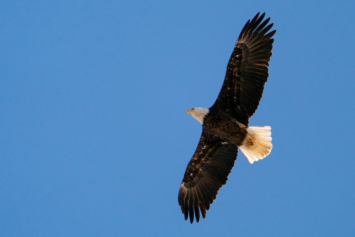 Bald Eagle - ML620226131