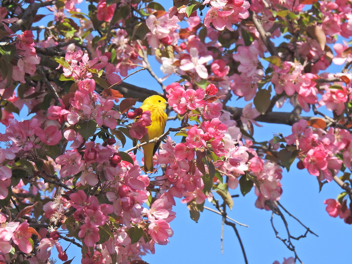 Yellow Warbler - ML620226139