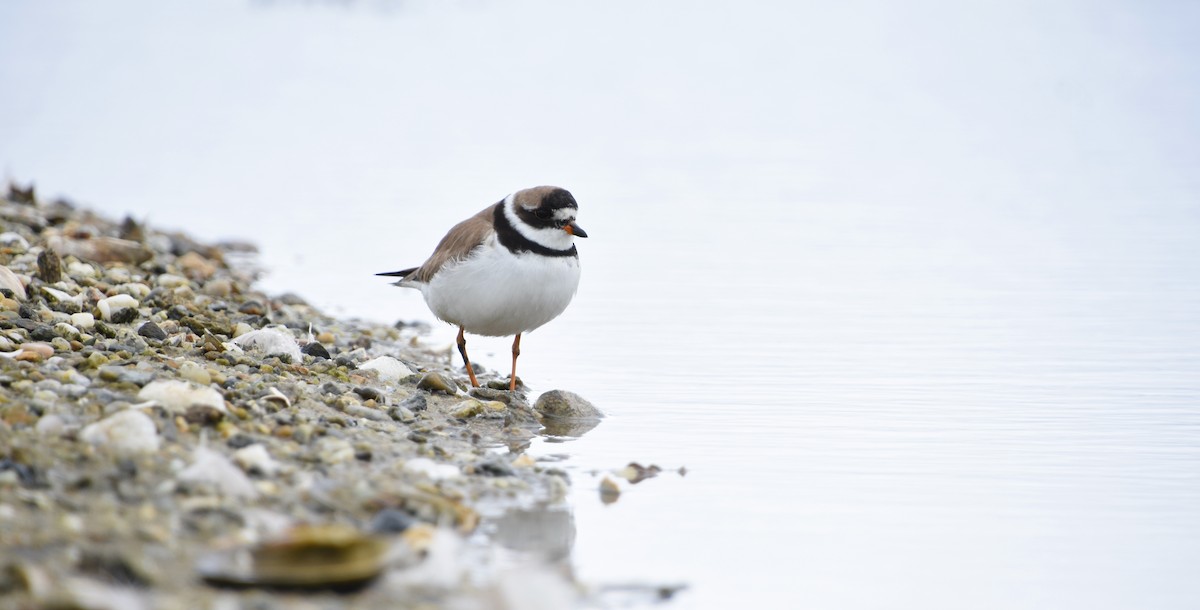 Semipalmated Plover - ML620226143