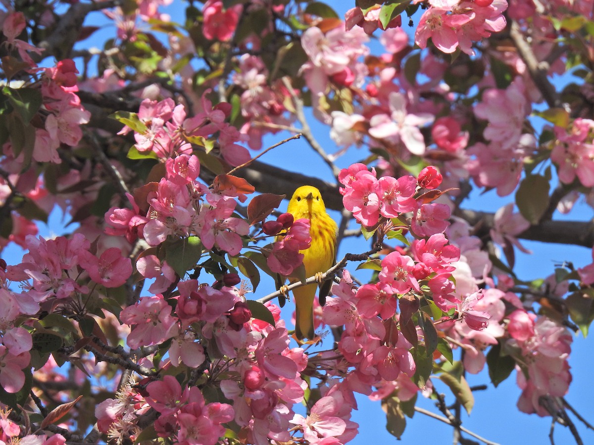 Yellow Warbler - ML620226144