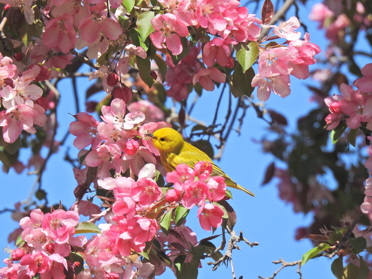 Yellow Warbler - ML620226147