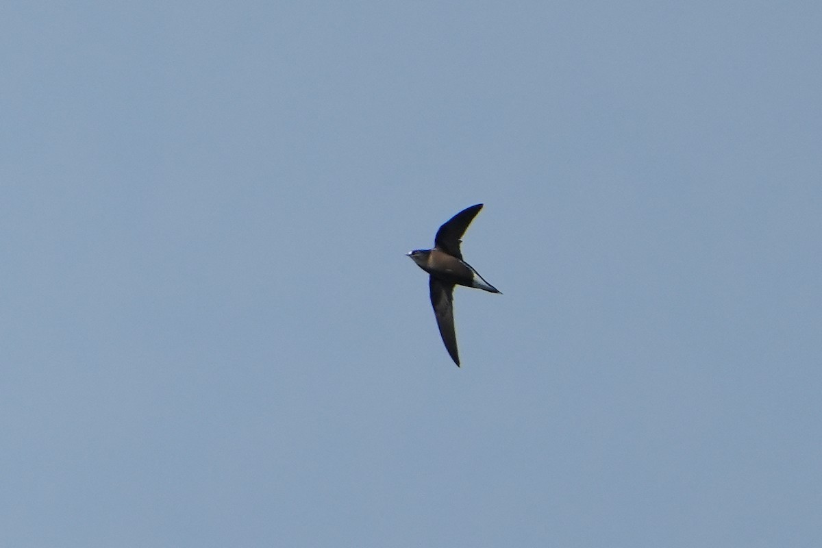 Brown-backed Needletail - ML620226150
