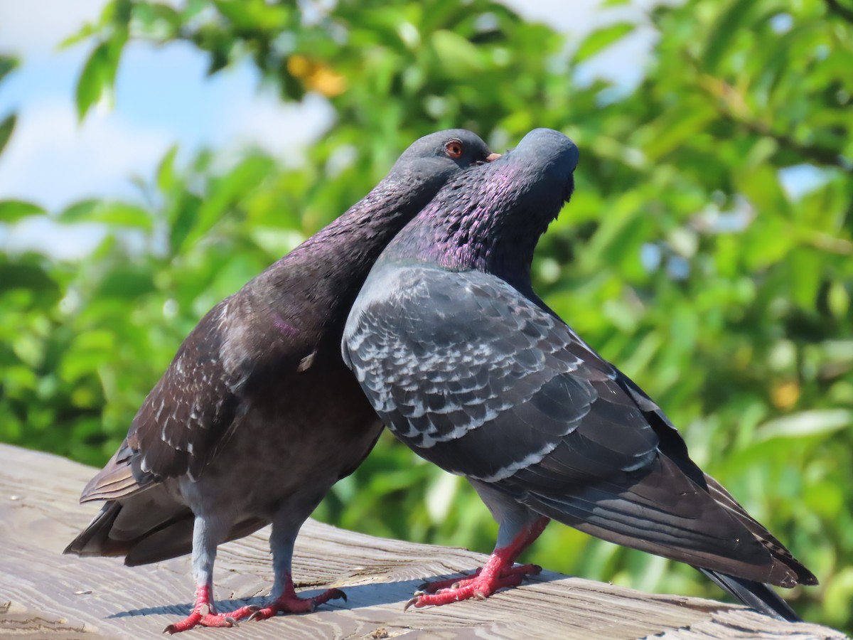 Rock Pigeon (Feral Pigeon) - ML620226154