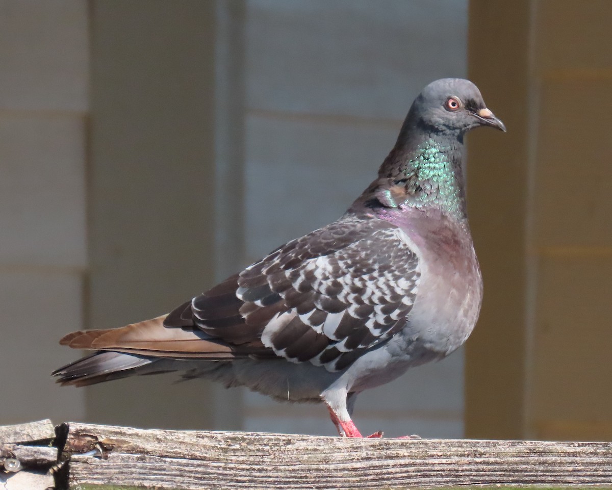 Rock Pigeon (Feral Pigeon) - ML620226155