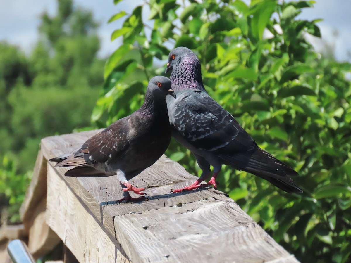 Rock Pigeon (Feral Pigeon) - ML620226156