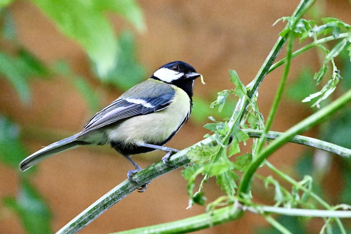 Mésange charbonnière (groupe major) - ML620226159