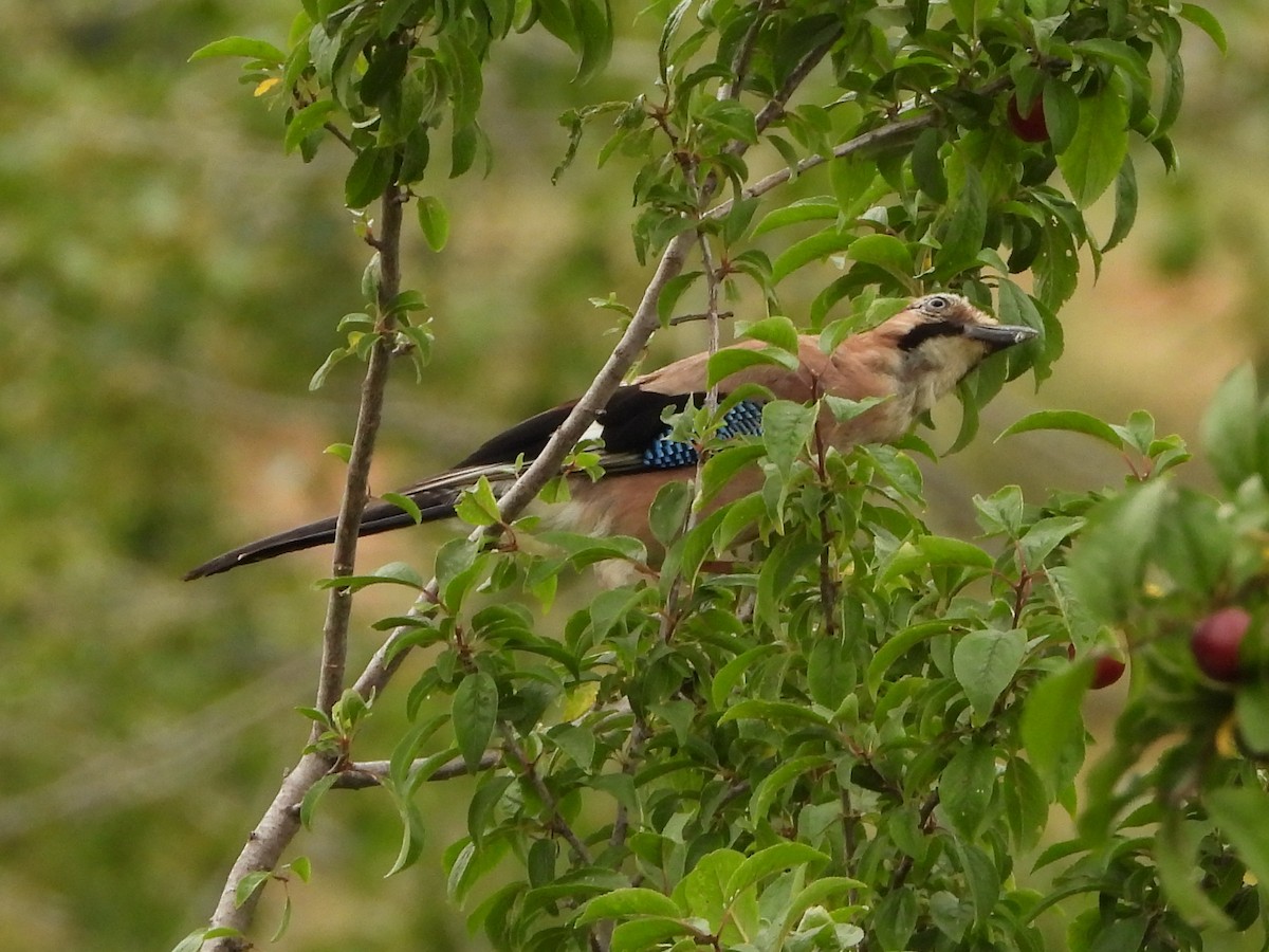 Eurasian Jay - ML620226162