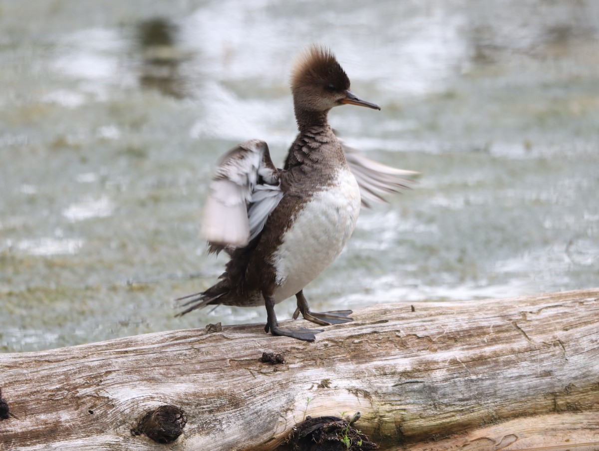 Hooded Merganser - ML620226164