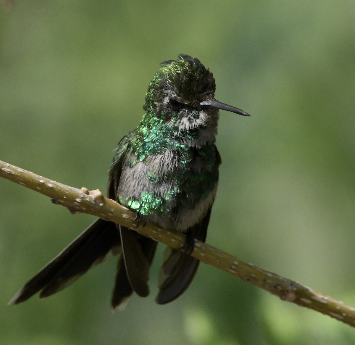 Golden-crowned Emerald - ML620226165