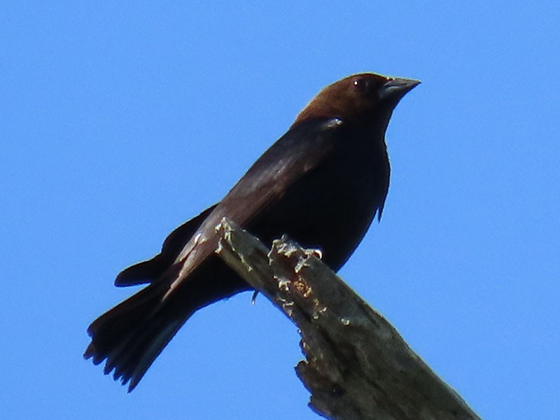 Brown-headed Cowbird - ML620226170