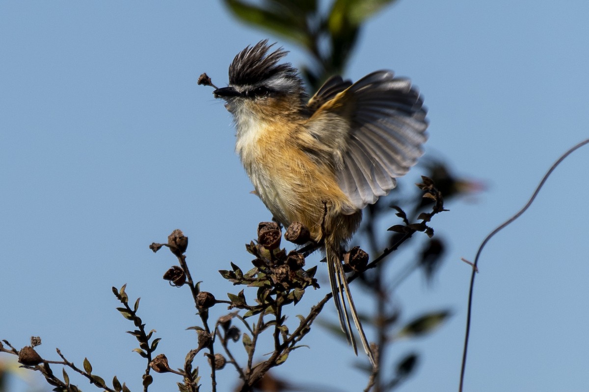 Sharp-tailed Tyrant - ML620226176