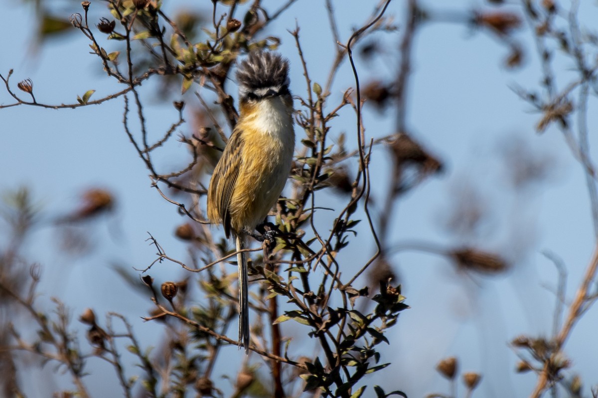 Tyranneau à queue aiguë - ML620226178