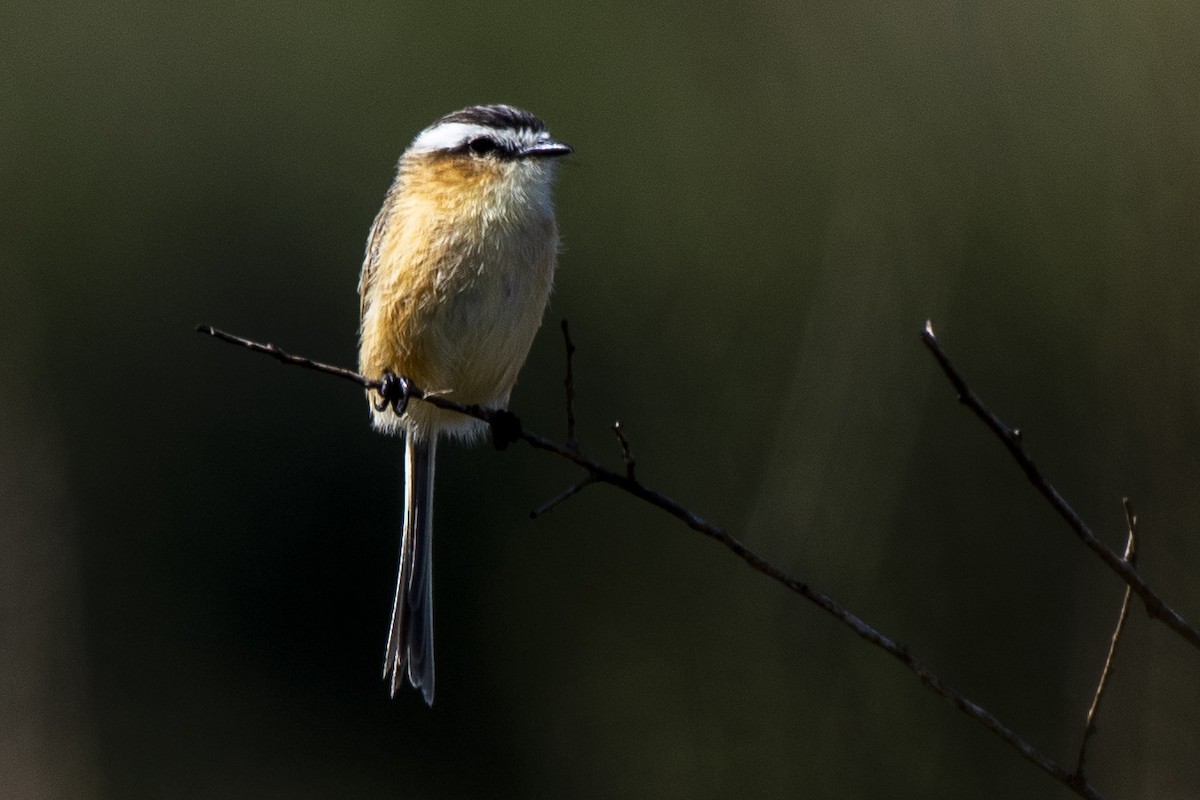 Sharp-tailed Tyrant - ML620226179