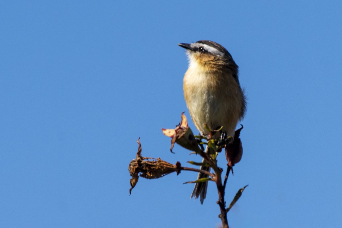 Sharp-tailed Tyrant - ML620226180