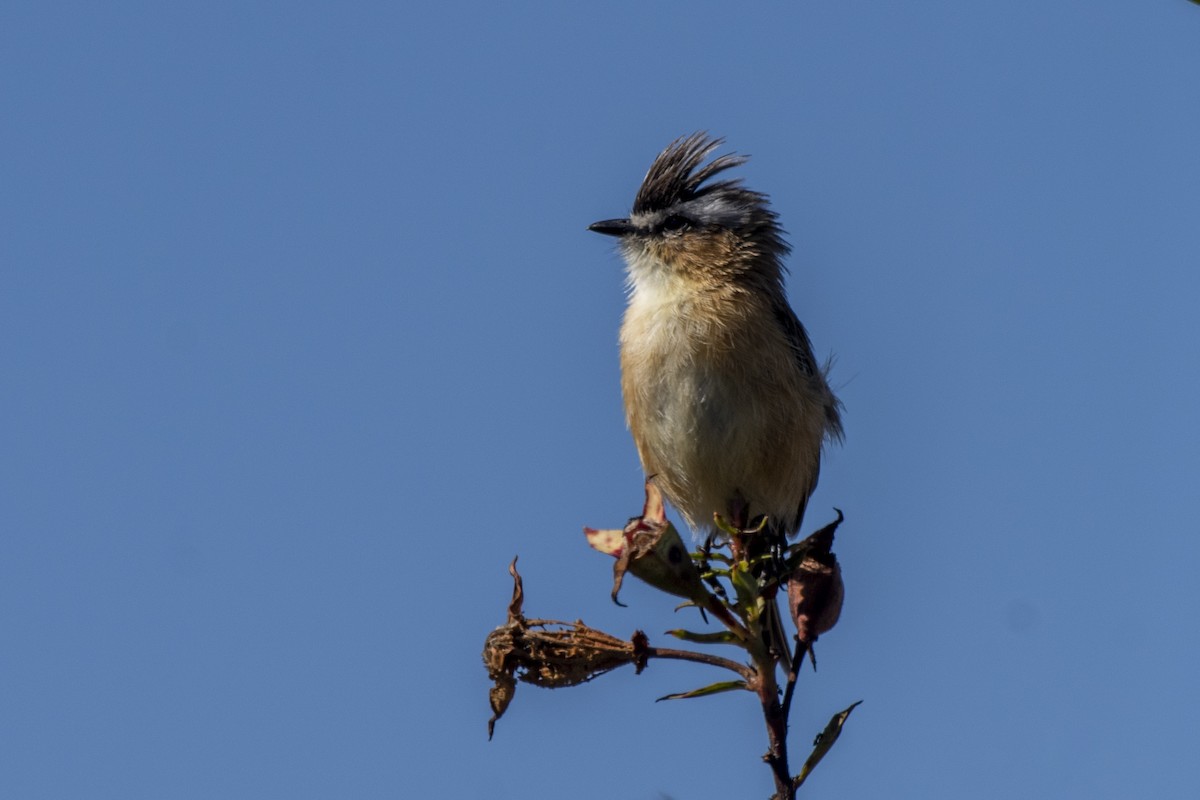 Sharp-tailed Tyrant - ML620226182