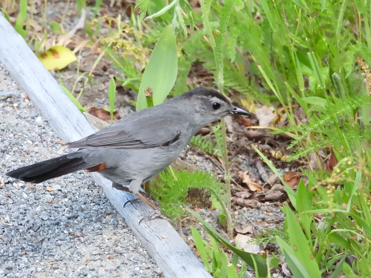 Gray Catbird - ML620226186