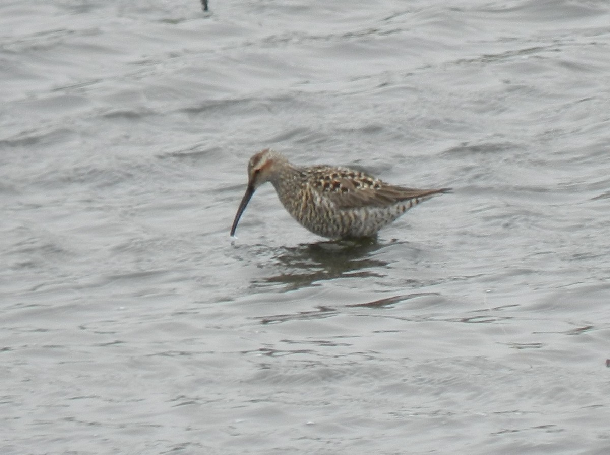 Stilt Sandpiper - ML620226187