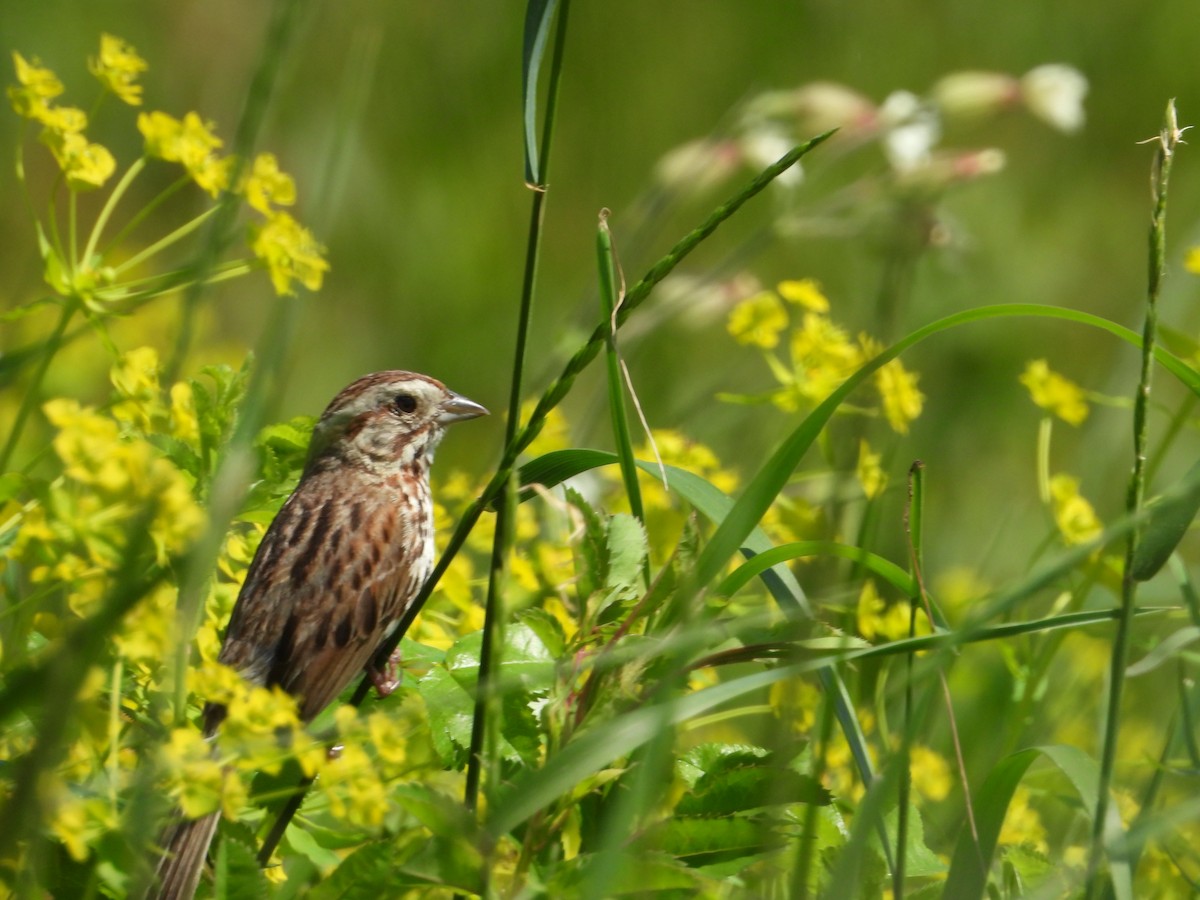 Song Sparrow - ML620226191