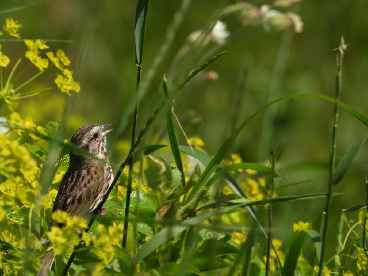 Song Sparrow - ML620226192