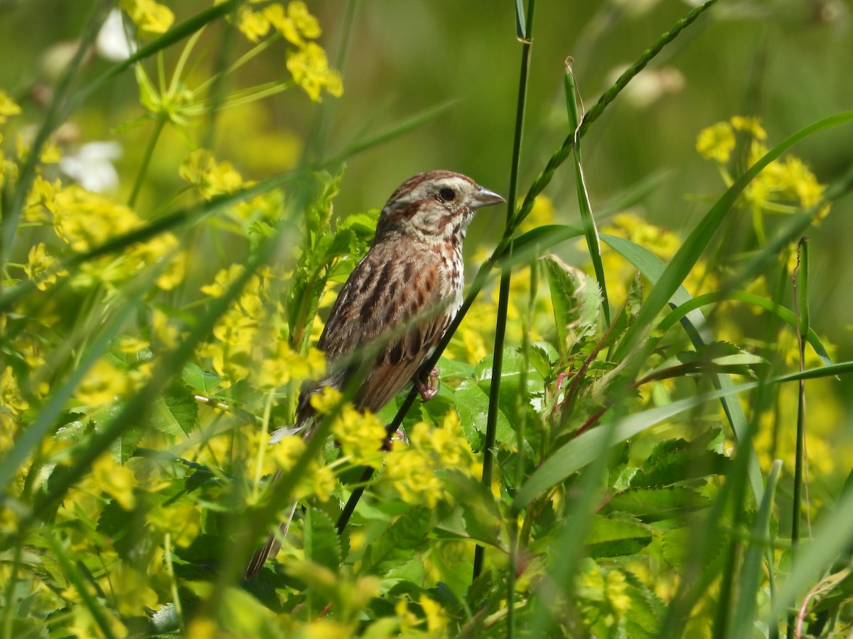 Song Sparrow - ML620226193