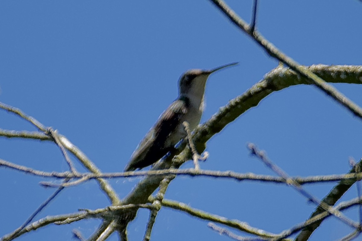 Ruby-throated Hummingbird - ML620226194