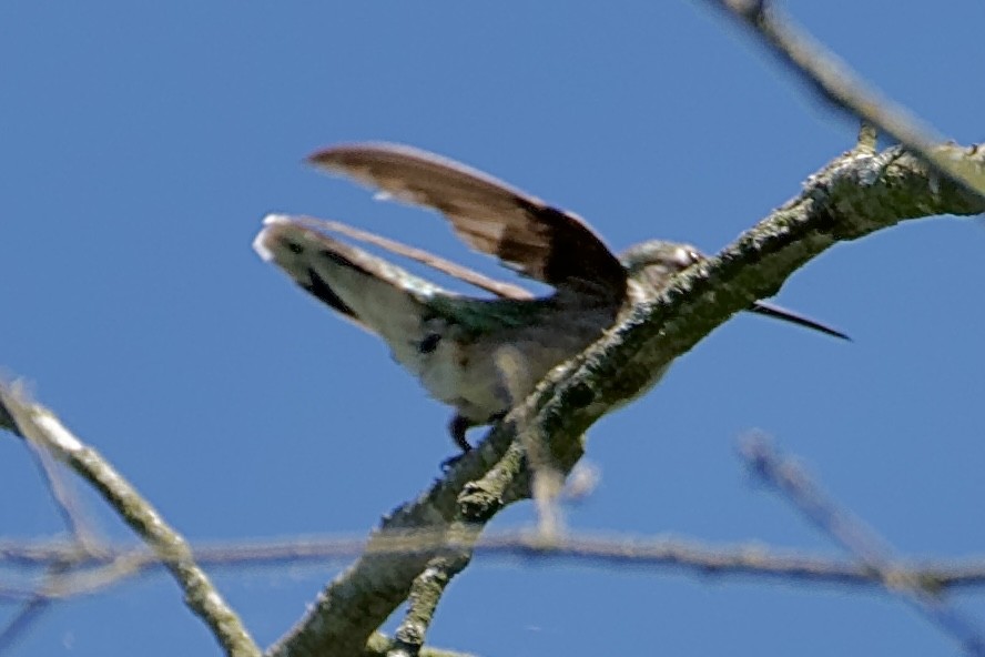 Ruby-throated Hummingbird - ML620226195