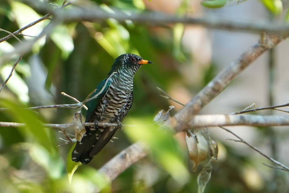 Asian Emerald Cuckoo - ML620226197