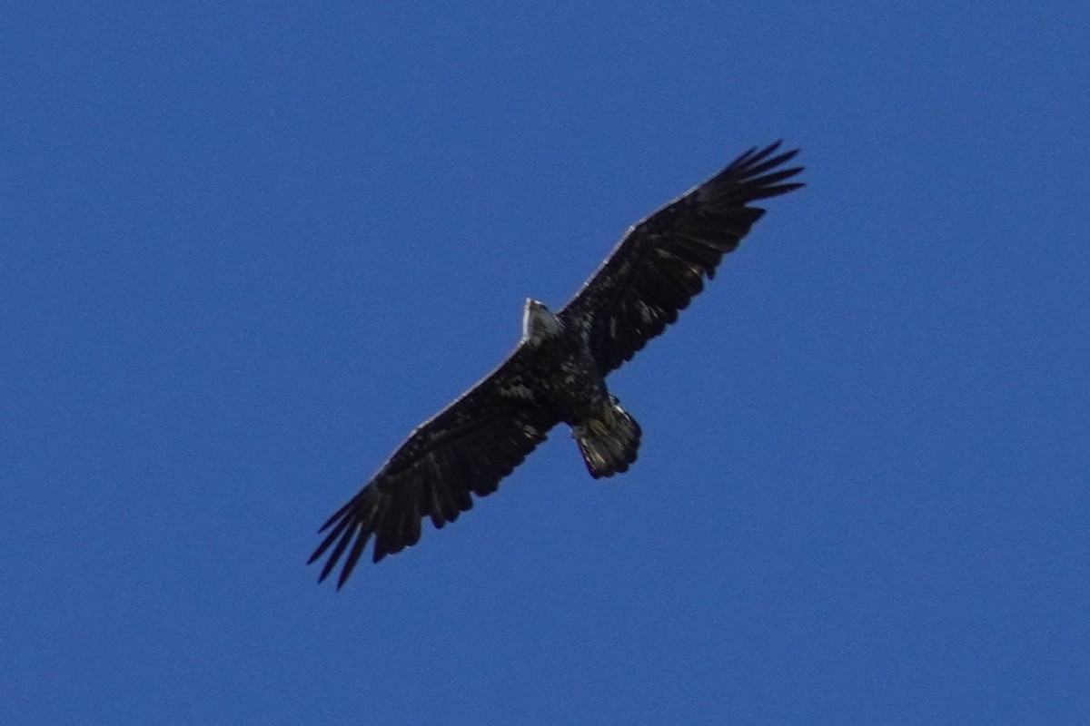 Bald Eagle - ML620226200