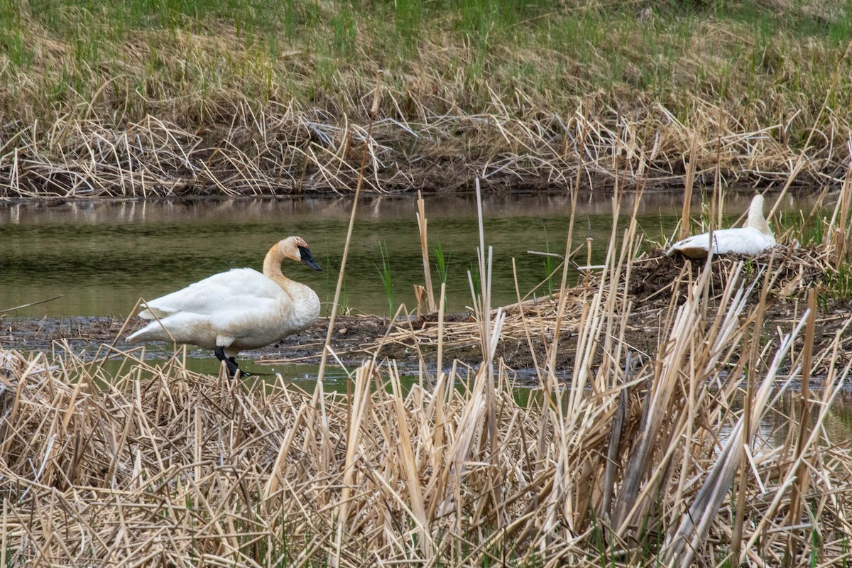 Cisne Trompetero - ML620226205