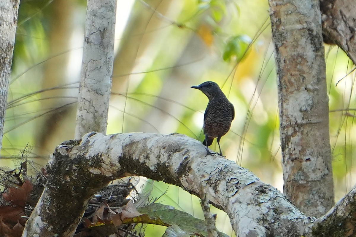 Blue Rock-Thrush (philippensis) - ML620226212